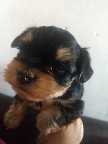 Yorkshire Terrier Yorki Macho Apto Registro Pureza Racial 