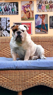 Bull Dog Ingles Mercadolibre Cl Bull Dog Ingles Mercadolibre Cl