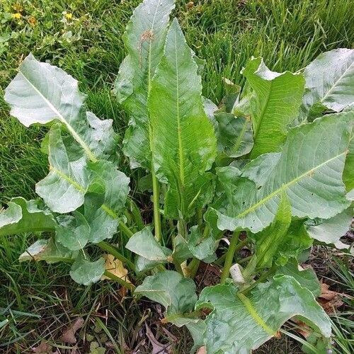 20 Semillas De Lengua De Vaca Rumex Obtusifolius 