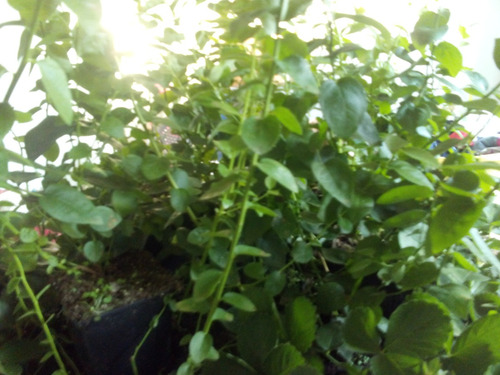 Planta De Arandano Variedad Biloxy. Blueberrie