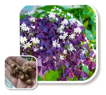 Comprar Bulbos De Oxalis (cupido Violeta) Import Holanda, Cant 8uni