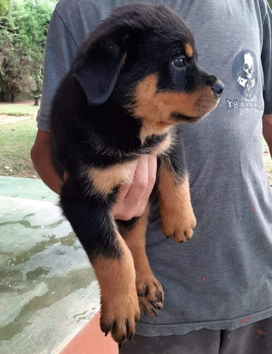 Filhotes Machos E Femeas De Rottweiler - Importados