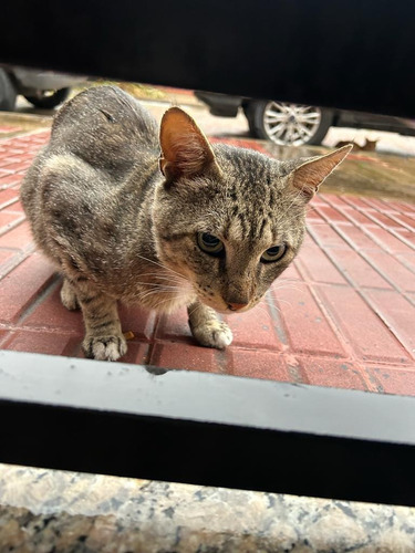 Un Señor Gato En Adopcion Responsable