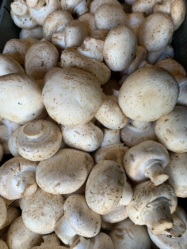 Hongos Champignon Fresco Calidad Gastronómicos 1kg