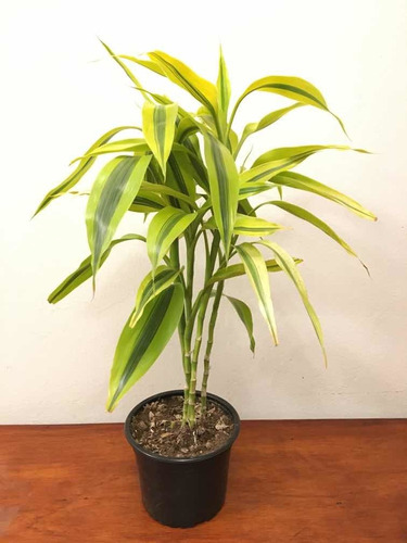 Imagen 1 de 3 de Bambú Amarillo Planta De Interior Suerte Maceta