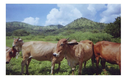 Imagen 9 de 14 de Se Vende Finca Agropecuaria - Cerca San Juan De Los Morros