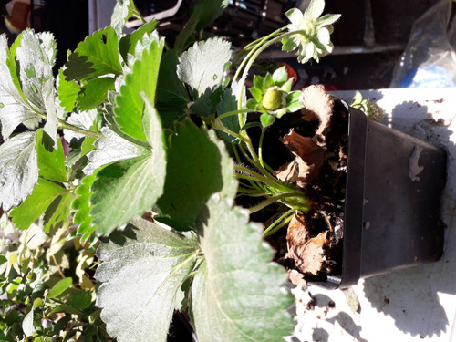 Plantas De Arándano, Fresa, Frambuesa, Zarzamora 