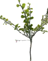 Comprar Fingerlime Limon Caviar Verde Arbol