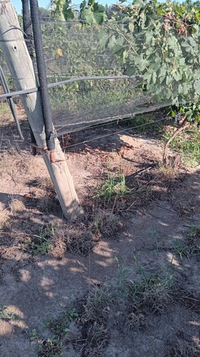 Exclusivo Viñedo De 20 Ha. En Cuadro Benegas