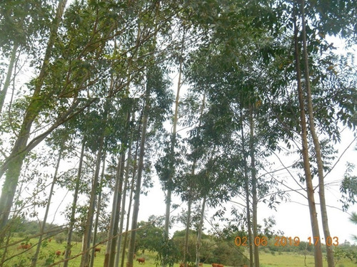 Chácara 5.000 M² - Vila Nova - Glorinha - Rs - 2173 - 34266631