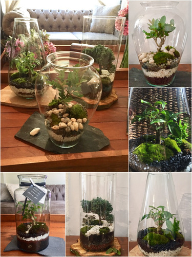 Bonsai Terrario Globo Con Arbolito Junípero, Ficus O Guayabo