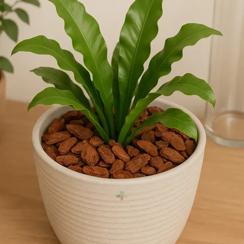 Green plant with pine bark mulch