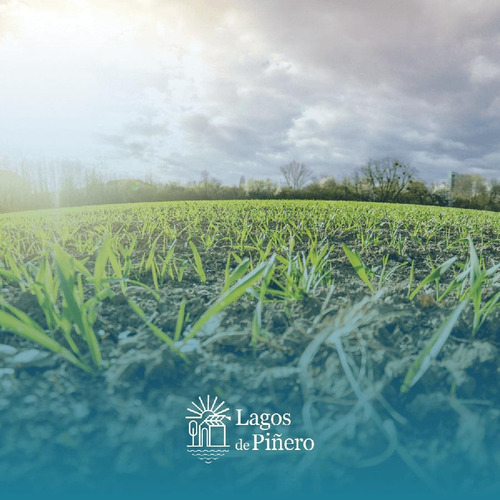 Imagen 3 de 6 de Terreno - Piñero