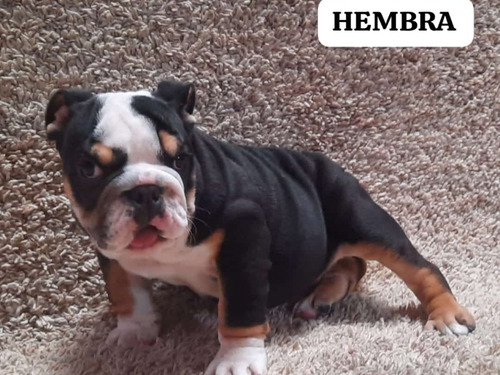 Bulldog Ingles Hembra 