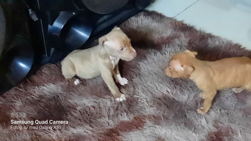 Imagem 3 de 4 de Vendo Lindos Filhotes De Pit Bull,terrier .