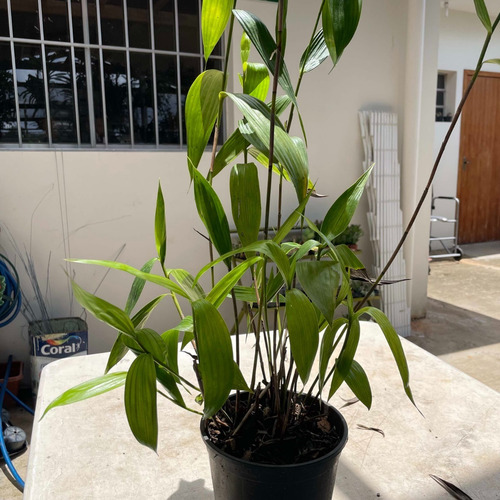 Kit Orquídea Sobralia + Stanhopea Tigrina Muda Adulta