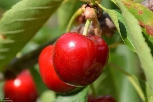 Cereza Dulce Injertada