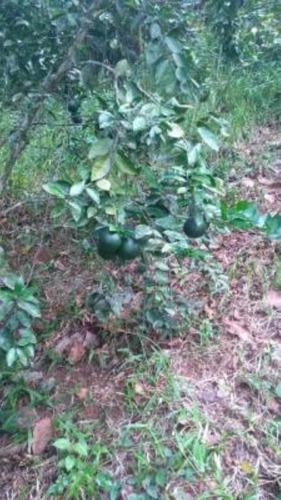 Imagem 13 de 17 de Chácara Com Riacho, Pomares De Arvores Frutíferas E Pés De Banana E Com Com 171.500 M² De Área Total, Em Miracatu Ref: 8564/ac
