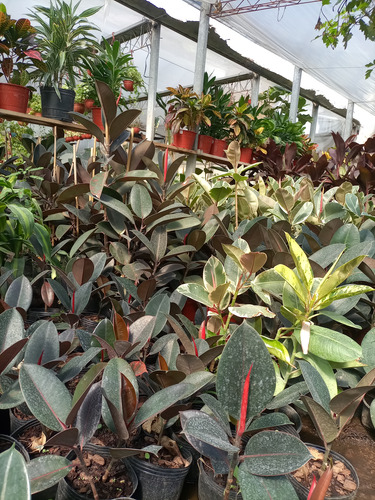Ficus Elastica O Gomero Variedad De Tamaños