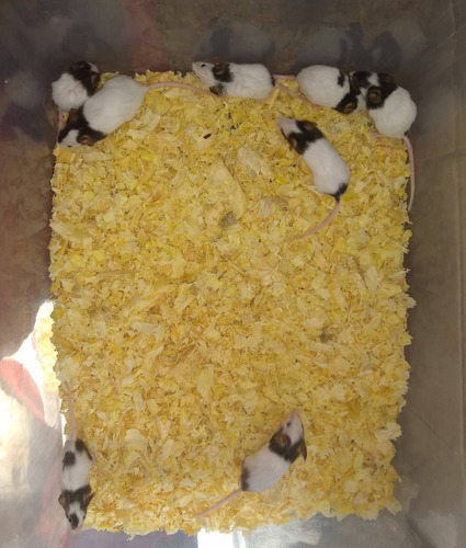 Filhotes De Ratinhos Topolinos - Entrega A Domicílio