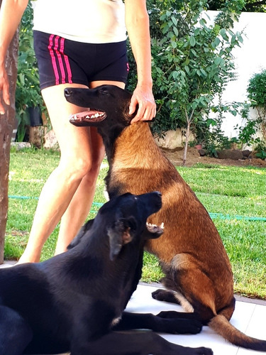 Pastor Belga Malinois
