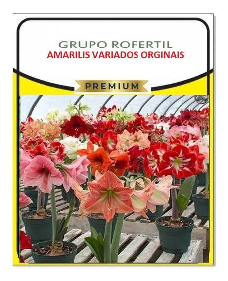 Flor Acucena Amarili Jardim Jardinagem | MercadoLivre 📦