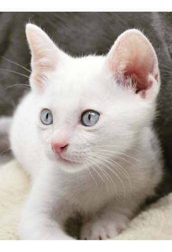 Gatitos Blancos Ojos Azules Khao Mane