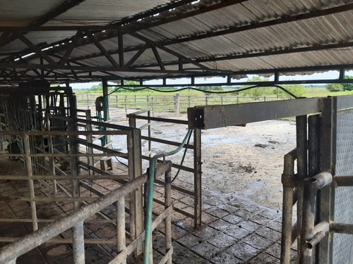 Imagen 17 de 19 de Finca Totalmente Equipada En Cojedes
