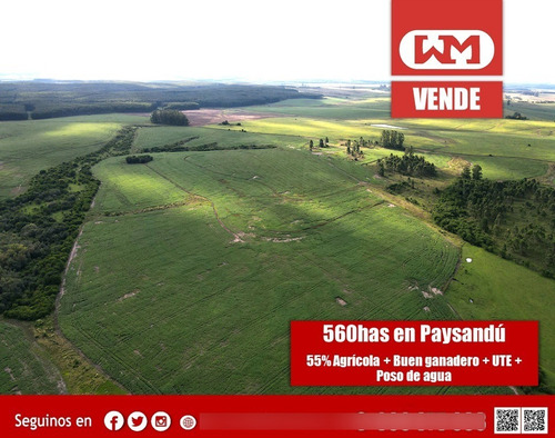 Venta Campo Paysandú 560 Has Agrícola 55% Resto Buen Ganadero