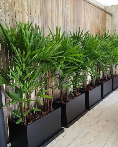 01 Muda Planta Raphis Excelsa Rafia Touceira Palmeira Ráfis