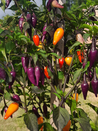 15 Semillas De Pimiento Ají Jalapeño Multicolor