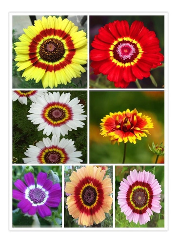 50 Sementes Margarida Tricolor Painted Daisy Crisantemo