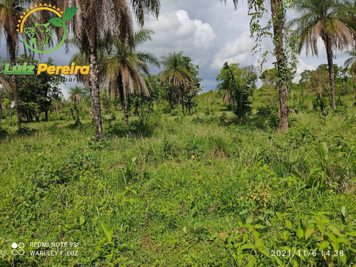 Imagem 14 de 15 de Fazenda À Venda Em Dois Irmãos - To - 561,44 Hectares (pecuária) - 2084