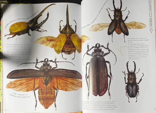 Imagen 2 de 6 de 100% Insectos A Tamaño Real / Isabella Grott