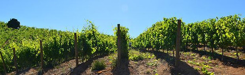 Imagen 2 de 10 de Agrícola En Venta En Pumanque Con Viñedo