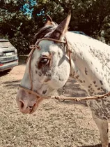 Comprar Maroma Bozales (trenzados) Para Caballo Beige Caballo Adulto