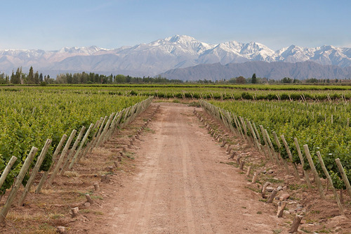 Golem - Cabernet Franc ( Ginard Ballester )