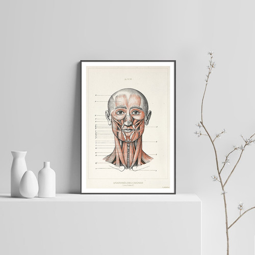 Anatomía Humana 35-36-37-38 Póster Lámina Antiguo Decoración