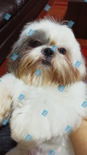 Imagen 3 de 5 de Shitzu Para El Servicio De Monta Shih Tzu