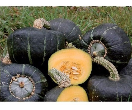 Semillas De Calabaza Zapallo Negro Alta Germinación