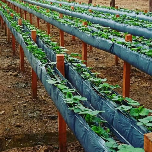 3 Calha Cultivo Morango Suspenso Com 102x0,45 Mts 200 Micras