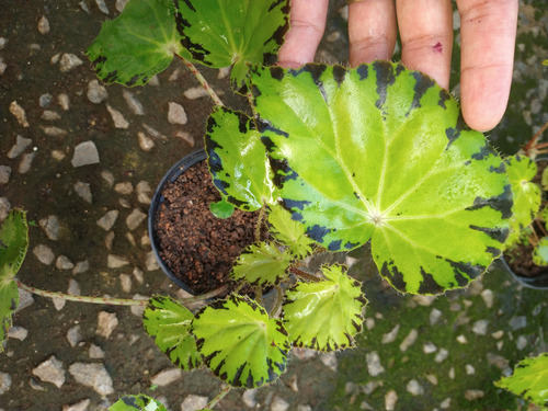 Muda De Begônia Beleaf Lima Love