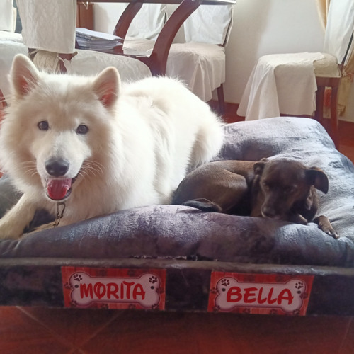 Base Cama + Colchón Para Perros !!! 110x80cm