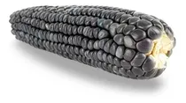 Comprar Bulto 50 Kilos Semilla Maíz Azul Criollo Mexicano Sembrar 
