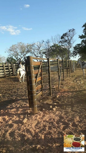 Imagem 13 de 15 de Fazenda À Venda No Vale Do Araguaia - T0 - 36 Alqueirões (dupla Aptidão) - 1675
