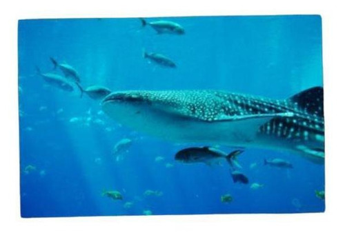 Jogo Americano Coleções Fundo Do Mar-tubarão Baleia 40x30cm