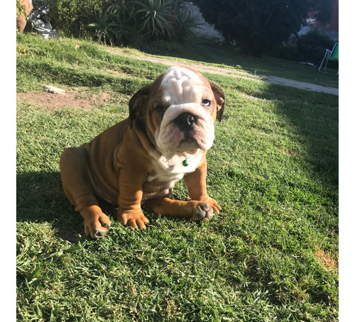 Cachorros Bulldog Inglés Con Pedigree