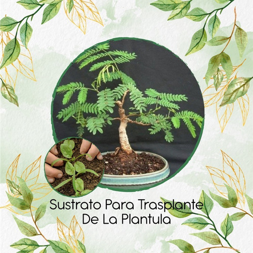 Sustrato Para Trasplante De Bonsái Leucaena