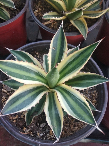 Agave Cuadricolor 