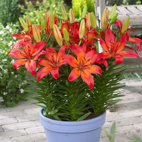 Imagen 3 de 10 de Bulbos De Lilium X1 Bulbo Asiático/oriental Alto/enano Impor